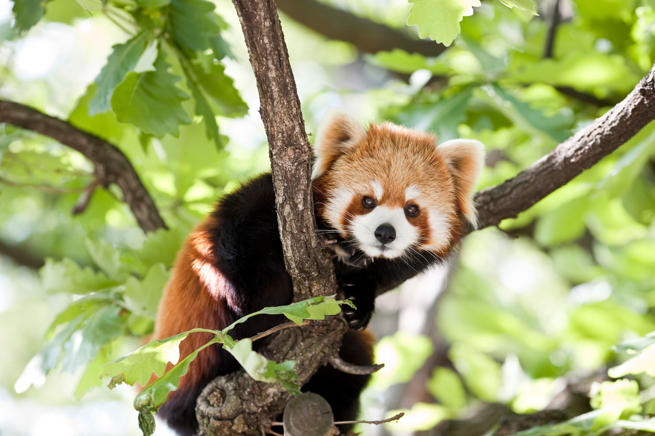 ZSL Animal Panda